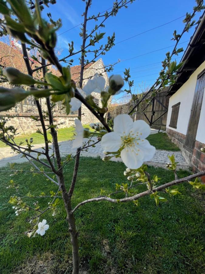 Вилла The Hunter House Ciudanovita Экстерьер фото